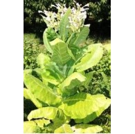 Burley, Tobacco seeds