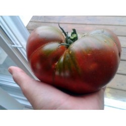 Tomato Cherokee Purple,  Heirloom seeds