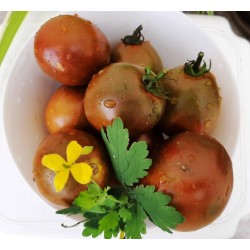 Tomato Kumato,  seeds