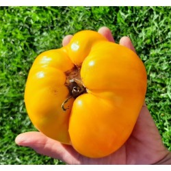Tomato Lemon Giant,  seeds